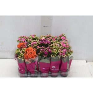 KALANCHOE DOBRADO MINI P06