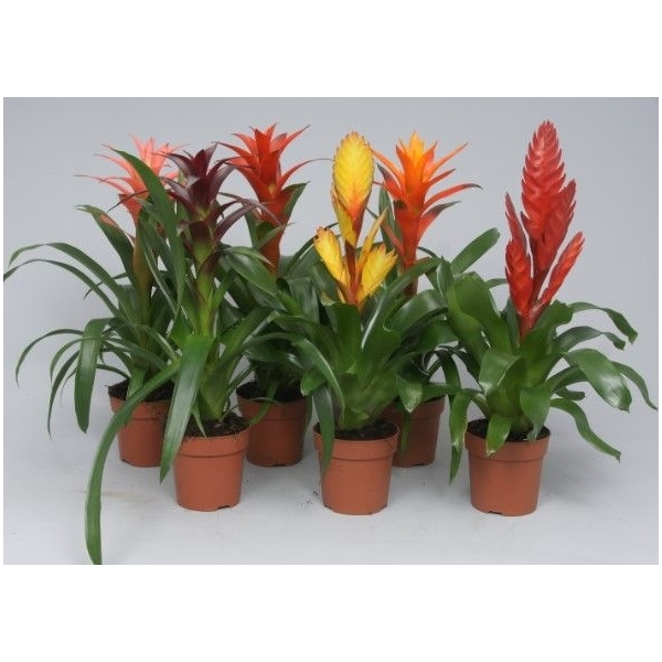 <h4>Bromelia Gemengd (Met Hoes)</h4>