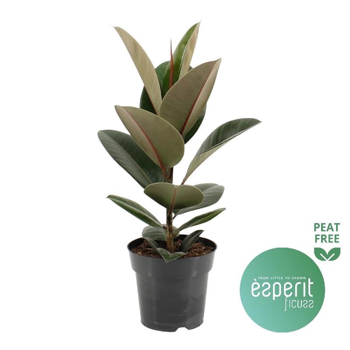 <h4>Ficus Elastica Robusta</h4>