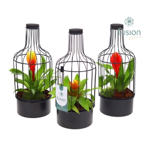 Metaal fles zwart Small met Bromelia
