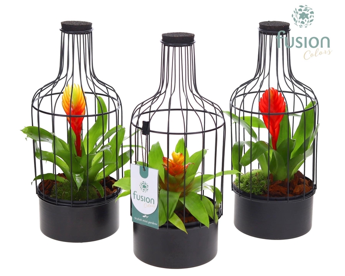 <h4>Metaal fles zwart Small met Bromelia</h4>