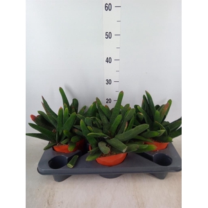 Gasteria  'Minor'