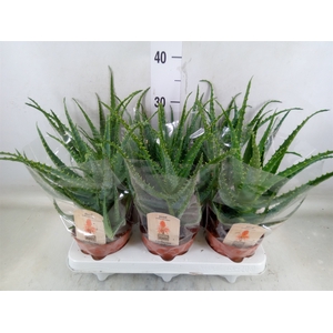 Aloe arborescens