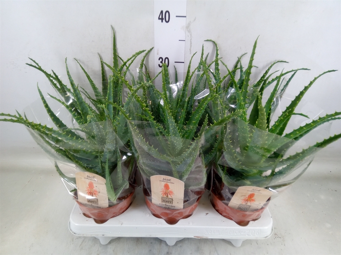 <h4>Aloe arborescens</h4>