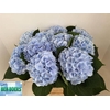 Hydrangea verena blue