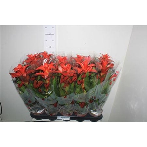 Guzm Alura Rood In Hartenhoes