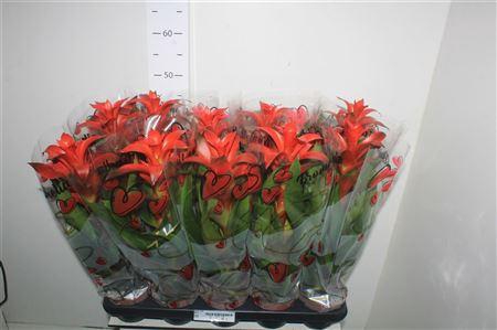 <h4>Guzm Alura Rood In Hartenhoes</h4>