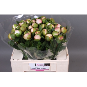 Paeonia Col Owen Cousin | Heavy Quality