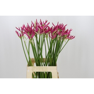 Nerine Favoriet
