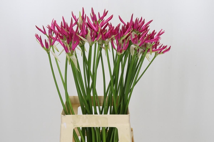 <h4>Nerine Favoriet</h4>