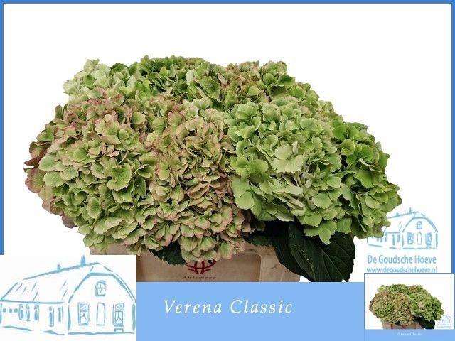 <h4>HYDR M CH VERENA CL</h4>