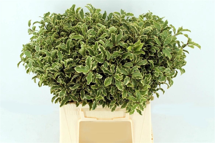 <h4>Pitto Nigra 100gr P Bunch</h4>