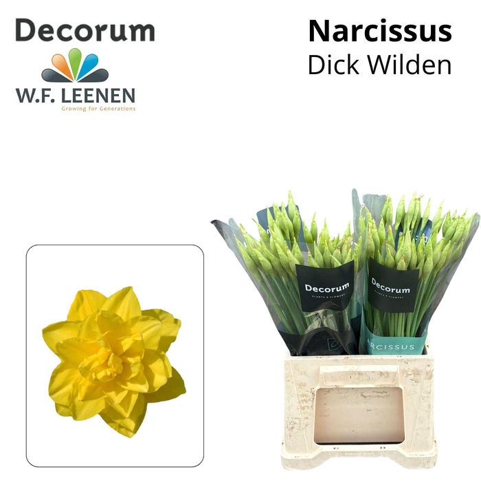 <h4>NARCISSUS DU 'DICK WILDEN'</h4>