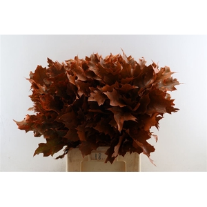 Quercus Rubra Frosted Orange