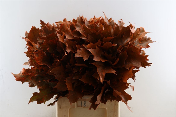 <h4>Quercus Rubra Frosted Orange</h4>