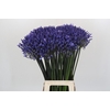 Agapanthus Dr Brouwer
