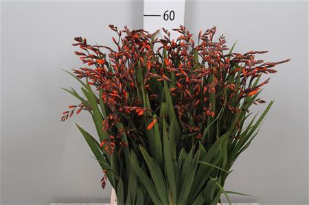 <h4>Crocos Emily Mckenzi</h4>