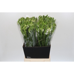 Ornithogalum Thyrsoides