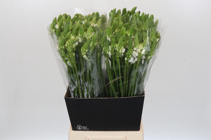 <h4>Ornithogalum Thyrsoides</h4>