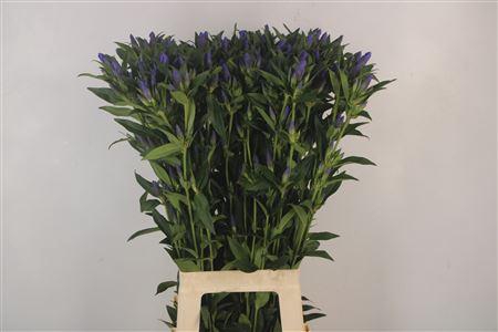 <h4>Gentiana Kagayaki Blue</h4>
