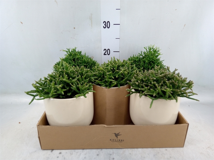 <h4>Rhipsalis   ...mix</h4>