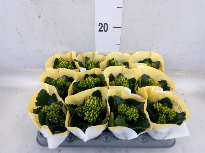 <h4>Kalanchoe  'African Sam'</h4>