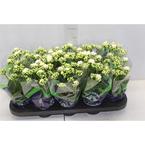KALANCHOE DOBRADO P11 BRANCO