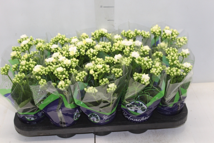 <h4>KALANCHOE DOBRADO P11 BRANCO</h4>