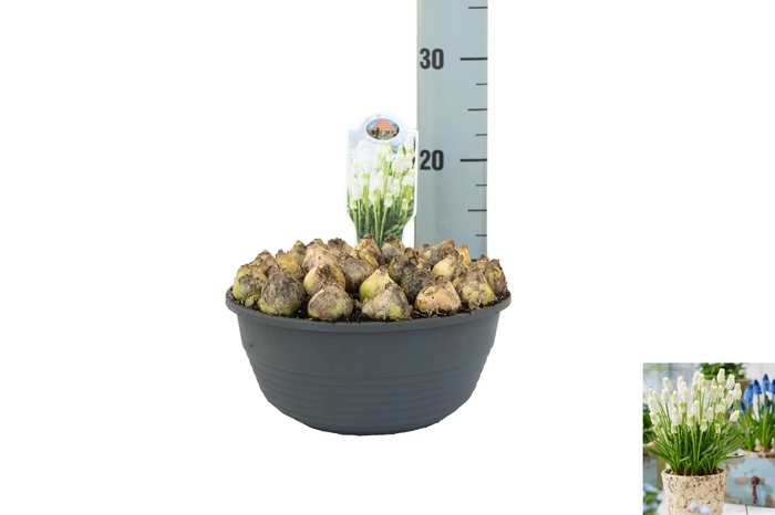 <h4>Muscari Casablanca</h4>