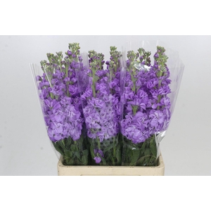 Matthiola Iron Jordyn Deep Blue