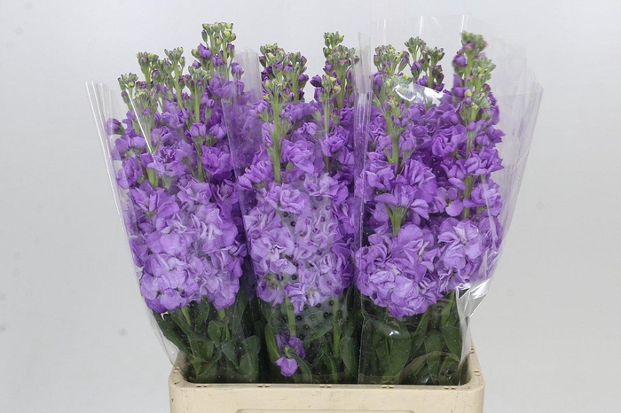 <h4>Matthiola Iron Jordyn Deep Blue</h4>