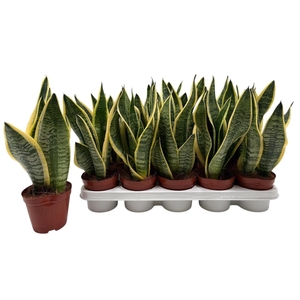 SANSEV FUTURA SUPERB