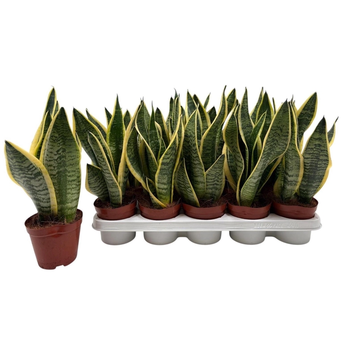 <h4>SANSEV FUTURA SUPERB</h4>