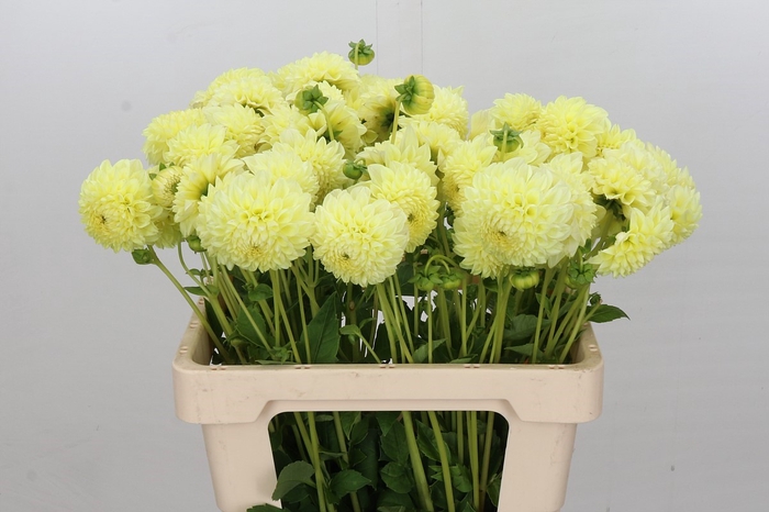 <h4>Dahlia Banana Baby</h4>