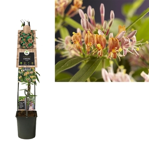 Lonicera henryi +3.0 label