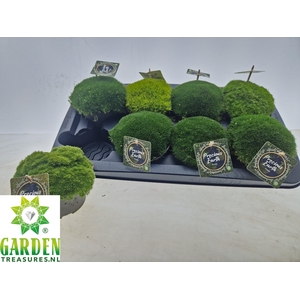 VASTE PLANTEN OV