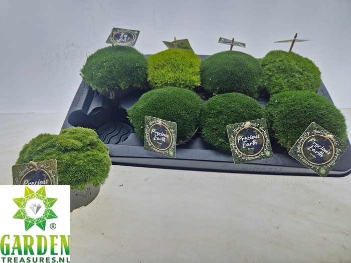 <h4>VASTE PLANTEN OV</h4>