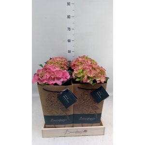 Hydrangea mac.   ...