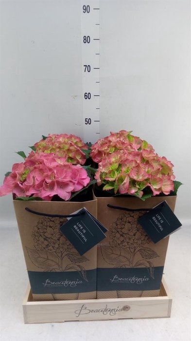 <h4>Hydrangea mac.   ...</h4>