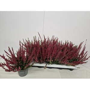 CALLU CAL NOVA KIRSCH P10.5