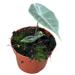 Alocasia