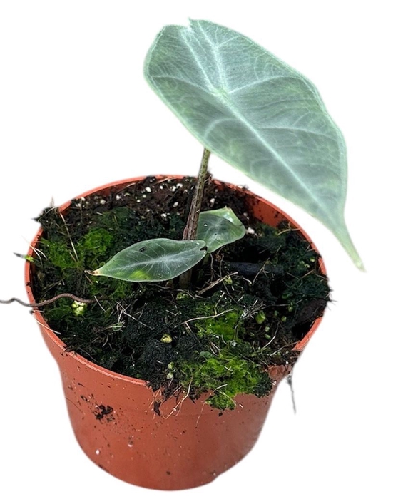 <h4>Alocasia</h4>