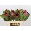 Protea Barbigera Early Mountain Queen
