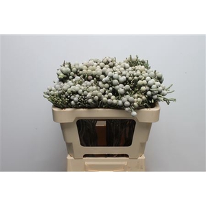 Kaaps Brunia Silver