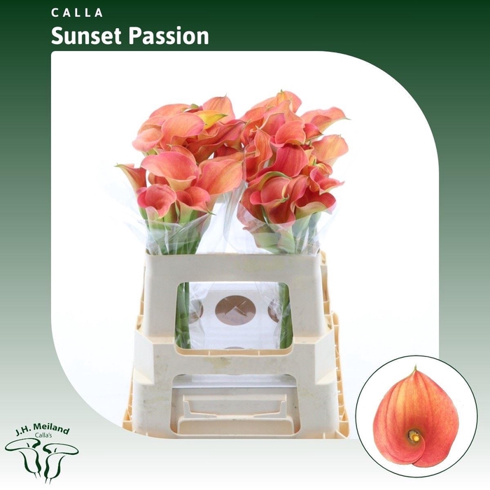 <h4>Calla Sunset Passion</h4>