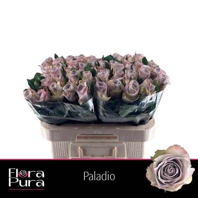 <h4>R GR PALADIO</h4>