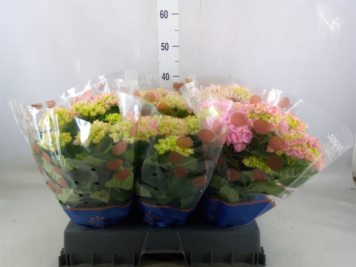 <h4>Hydrangea mac. 'Hi River'</h4>