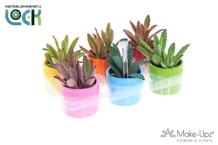 <h4>Kalanchoe Tomentosa Make Upz in keramiek</h4>