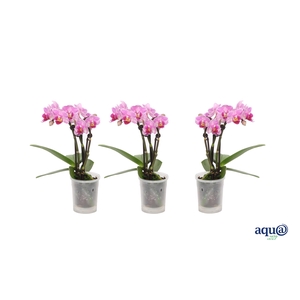 Phal Tiny Dolls Roze 3T18+ Aqu@