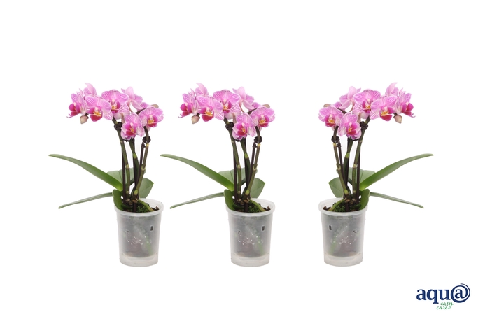 <h4>Phal Tiny Dolls Roze 3T18+ Aqu@</h4>